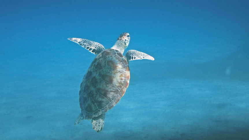 turtle Barbados