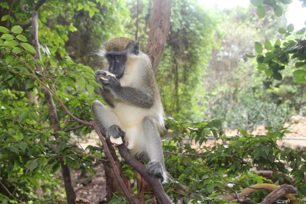 the lone star hotel barbados monkey